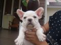 ลูก-----FRENCH BULLDOG-----ตัวผู้ สีครีม สายอเมริกา ***(ขายแล้วครับ)***