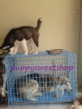 "ไซบีเรียน พร้อมย้ายบ้าน" จาก  Puppysweetshop 2 ตัวสุดท้าย ด่วน ราคาพิ...
