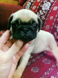PUG น้อยเพศผู้น่ารัก4ตัวกำลังรอบ้านใหม่อยู่นะครับราคากันเอง