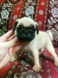 PUG น้อยน่ารักกำลังรอบ้านใหม่อยู่นะครับราคากันเองจ้า
