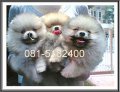 ลูก ( PoM )... ไซด์จิ๋ว Grade A หลายสีจ้า **เพ็ดดีกรีเต็มใบ & รับบัตรเครดิต*...