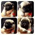 PuppypugKorat เจ้าเดิมจ้า เหลือสองตัวสุดท้ายให้จับจองค๊ะ ^__^