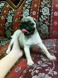 SMALL-DOGขอแนะนำPUGเมียน่ารักๆสดใสกินเก่งแข็งแรงราคากันเองจ้า