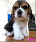 บีเกิ้ล Judi of Beagle SKYFALL