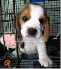 บีเกิ้ล Beagle Q (คิว)