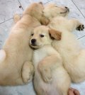จำหน่ายลูกโกเด้นแท้ เปงหมาที่บ้านเกิดเองคับ ไม่มีโรคแน่นอน