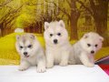 ALL BEST KENNEL ศูนย์รวมไซบีเรียนฮัสกี้ที่ใหญ่ที่สุด มีให้เลือกมากมายสนใจเข้าชมไ...