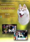 CS KENNEL พ่อพันธุ์ไซบีเรียน ฮัสกี้ ไทยแลนด์แชมป์ "ปาเป"