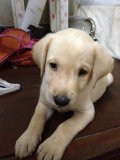 ขายลูก Labrador Retriever