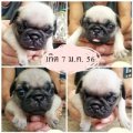 ขายลูกปั๊กน่ารักๆคอกใหม่จ๊ะ