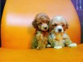 Poodleเพศเมียสีน้ำตาลช๊อคโกแลตและสีครีมขนาดทอยพร้อมย้ายบ้านนะคร้าบ