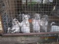 ขายลูกบางแก้วผู้2เมีย1ตัวละ2800