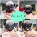 ขายลูกปั๊กคอกใหม่น่ารักๆจ๊ะ