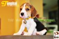 ลูกบีเกิ้ลคุณภาพจากบ้าน Miracle Beagle Kennel ตัวผู้ น้องต้นไผ่ Tonphai^^  