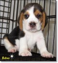 บีเกิ้ล Beagle BULMA