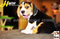 ลูกบีเกิ้ลคุณภาพจากบ้าน Miracle Beagle Kennel ตัวผู้ น้องเฮคเตอร์ Hector^^