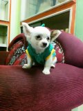 Chihuahuaขนยาวเพศชายน้องถุงเงินราคากันเองพร้อมย้ายบ้านคร้าบ