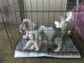 ขายลูกบางแก้วผู้2ตัวราคาตัวละ2500