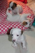 น้องแจ็ค รัสเซล เปิดจองคร้บ ขนสั้น เตี้ยล่ำ สามสี