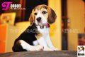 ลูกบีเกิ้ลคุณภาพจากบ้าน Miracle Beagle Kennel ตัวเมีย น้องต้นสน Tonson^^