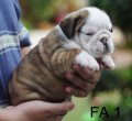 เปิดจองลูกสุนัขBulldog สีสวย โครงสร้างดี สายเลือดแชมป์ ราคาไม่แพง