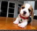 บีเกิ้ล Conan of Beagle CONAN (Male)