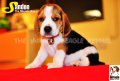 ลูกบีเกิ้ลคุณภาพจากบ้าน Miracle Beagle Kennel ตัวผู้ น้องแสนดี Sandee^^