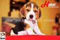 ลูกบีเกิ้ลคุณภาพจากบ้าน Miracle Beagle Kennel ตัวผู้ น้องแฮคเกอร์ Hacker^^