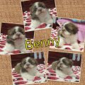 Benny ลูกชิสุทอยเพศเมีย สีขาวชอค มาร์กสามตอน น่ารักๆ (ต่อรองได้/จัดส่งได้คะ)