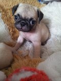 ขายลูก PUG ช.1 ญ 1 พ่อพันธ์ เป็นลูก ST.HUBERT-RUCKUS-RICKIE