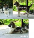 ขายสุนัขบางแก้วแท้ ผู้2เมีย4 ราคา2,500-3,500บาท 