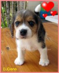 บีเกิ้ล Eugene of Beagle POPEYE (Female)