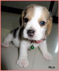 บีเกิ้ล Alice of Beagle POPEYE (Female)