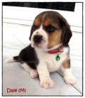 บีเกิ้ล Dale of Beagle CHIP'N DALE (Male)