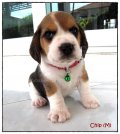 บีเกิ้ล Chip of Beagle CHIP'N DALE (Male)