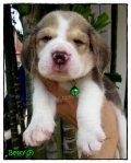 บีเกิ้ล Betty of Beagle FLINSTONE (Female)