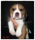 บีเกิ้ล B.J. of Beagle BARNEY (Male)