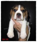 บีเกิ้ล Riff of Beagle BARNEY (Male)