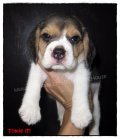 บีเกิ้ล Tomie of Beagle BARNEY (Female)