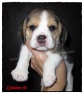 บีเกิ้ล Colleen of Beagle BARNEY (Female)