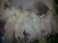 ขายลูกลาบราดอร์ หมาบ้านครับ