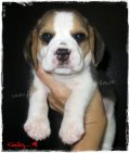 บีเกิ้ล Finley of Beagle OZ  