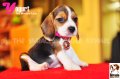 ลูกบีเกิ้ลคุณภาพจากบ้าน Miracle Beagle Kennel ตัวเมีย น้องโยเกิร์ต^^