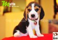 ลูกบีเกิ้ลคุณภาพจากบ้าน Miracle Beagle Kennel ตัวผู้ น้องมัฟฟิ่น Muffin^^