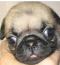 ขายลูกสุนัข ปั๊ก อายุ 50 วัน ผู้ 1 เมีย 4 (ยกคอก20,000บาท)