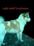 ขายลูกสุนัขบางแก้ว สวย แข็งแรงมีใบ Pedigree ทุกตัว (คอก Big Ne)