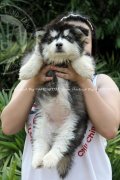 (ปิดการขาย)Siberian Huskyไซบีเรียน ฮัสกี้ ตาฟ้า สไตล์wolly coat เพตดีกรีเต็มใบ 