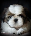 ลูกสุนัขShihtzu น่ารักๆ จาก DD shihtzu Kennel 