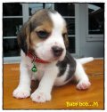 บีเกิ้ล Beagle BARNEY