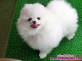 ด่วนๆคอกใหม่ล่าสุดWHITE POMERANIAN TOP GRADEหน้าหมี"เพศผู้และเมียพ่อแม่นำเ